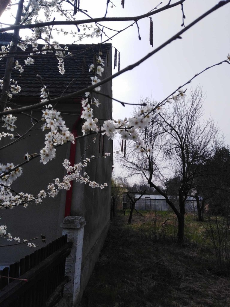 wiosna