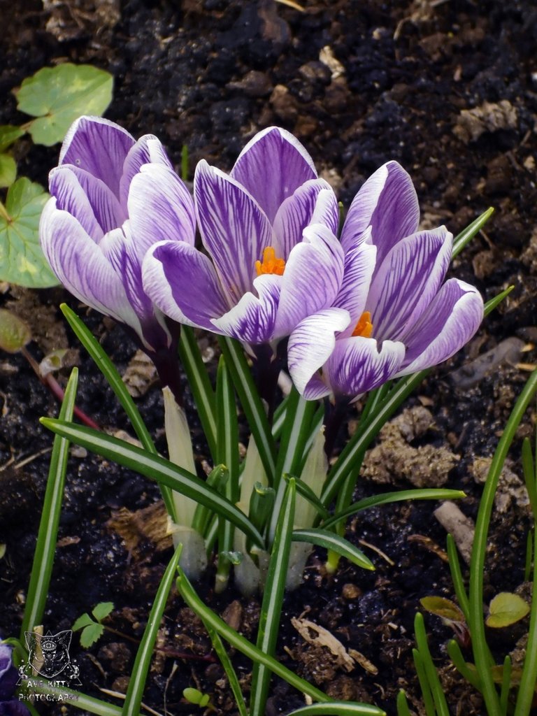 KROKUSY