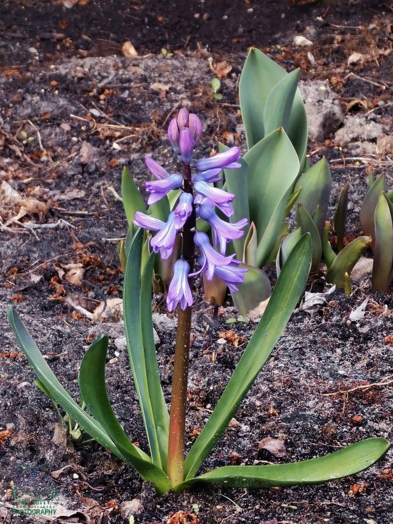 HIACYNT 'Delft Blue'