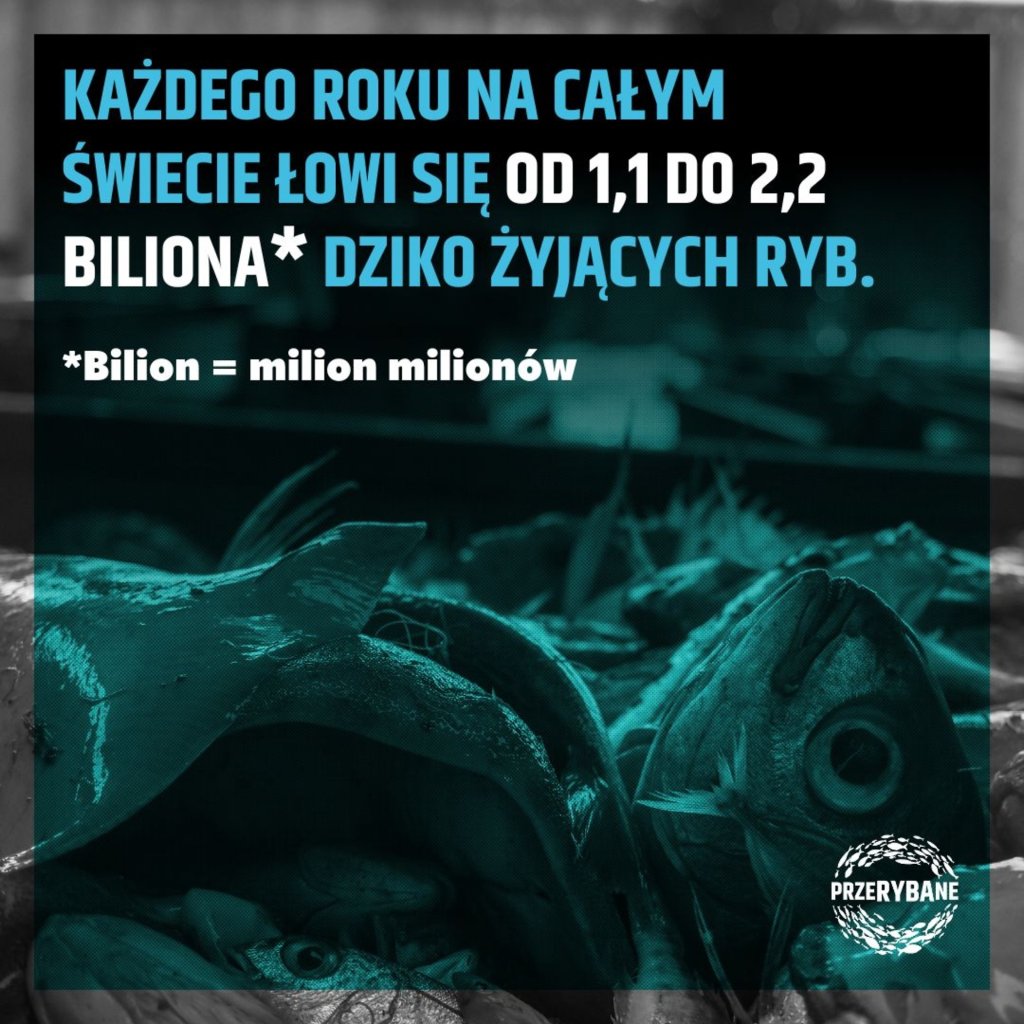 Poowy niszcz ycie morskie