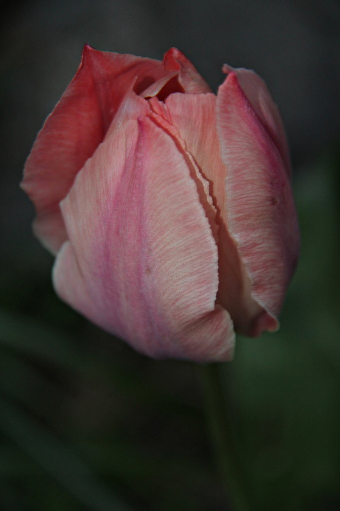 tulipany