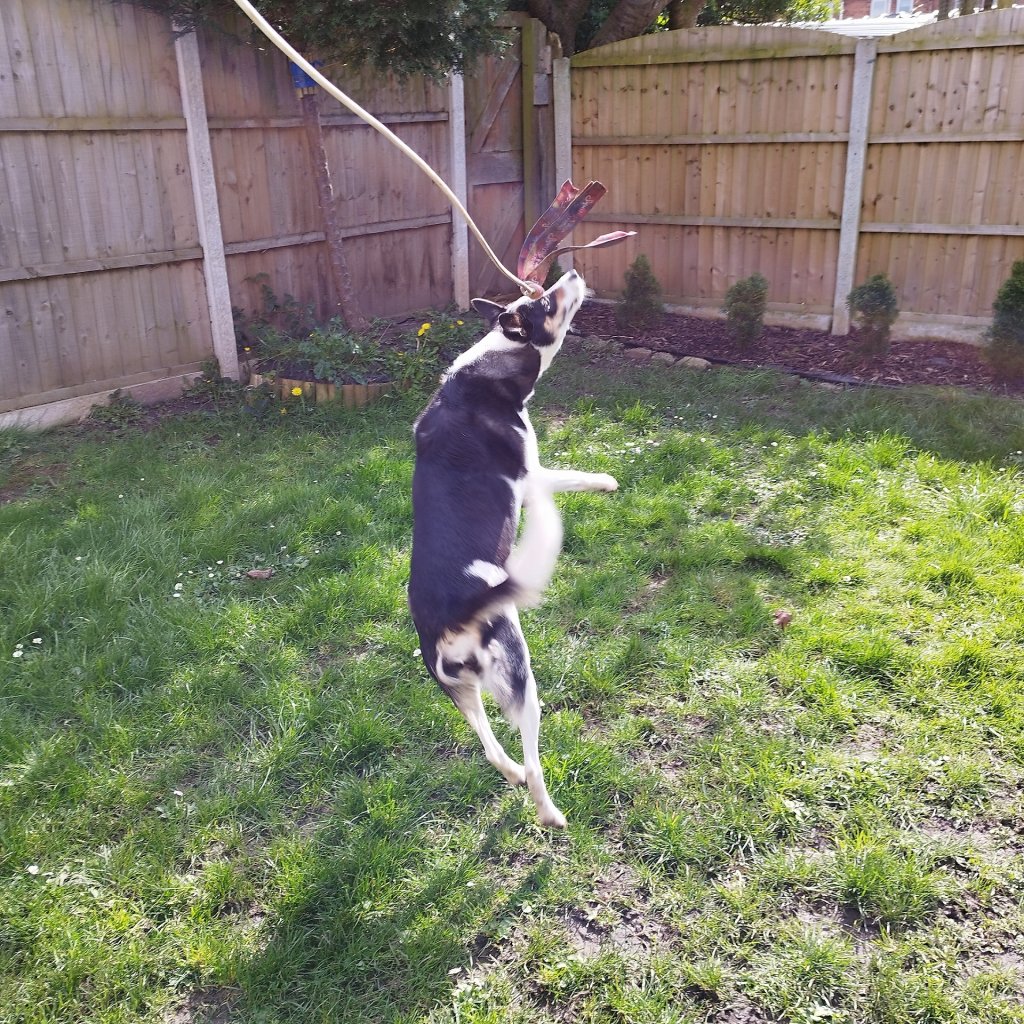 Border collie 
