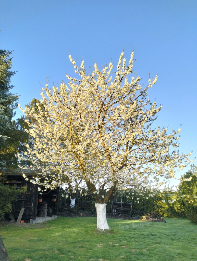 wiosna 