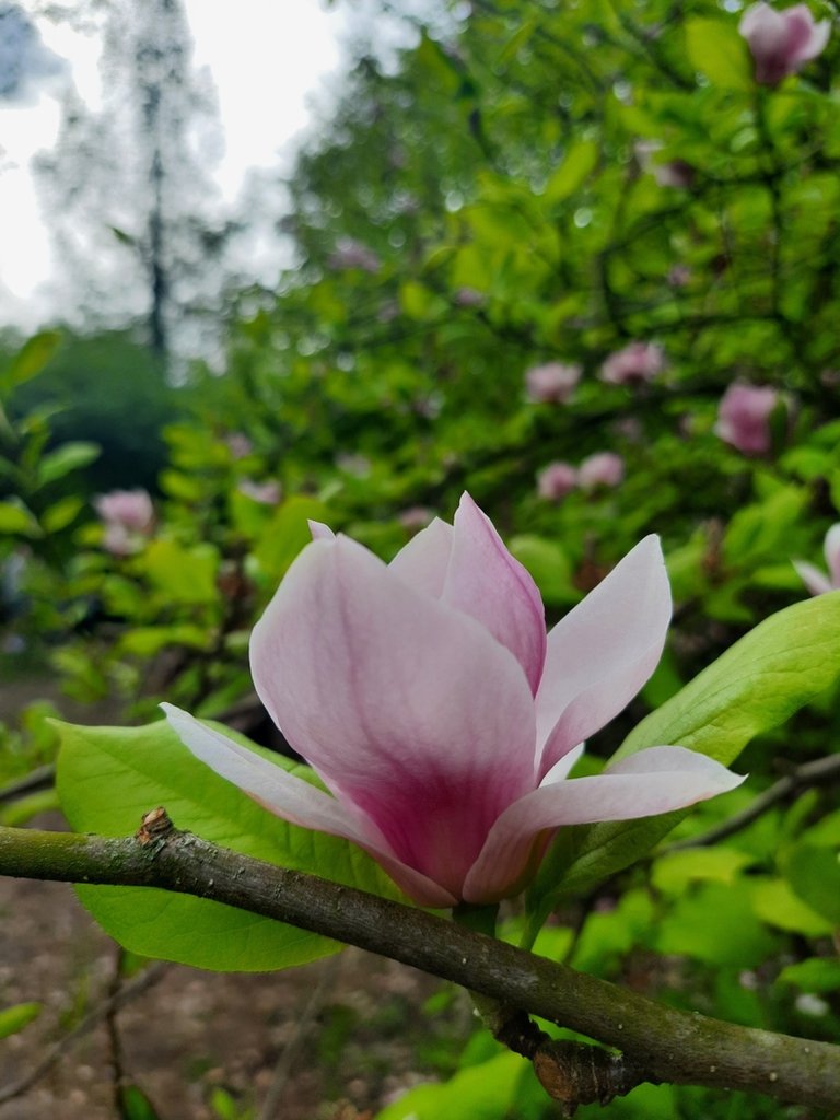 Arboretum Krnik