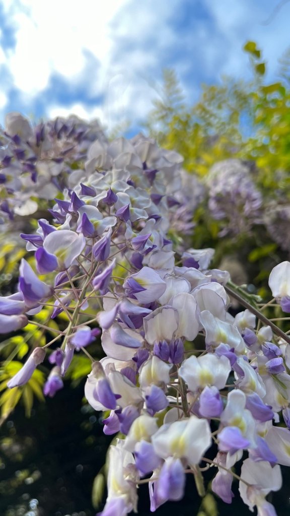 Wisteria
