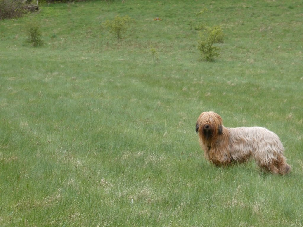 ziele