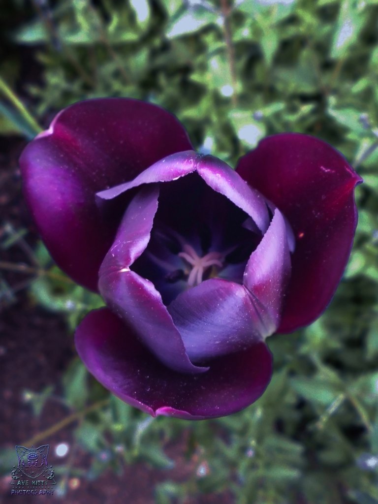 TULIPAN Oueen of Night