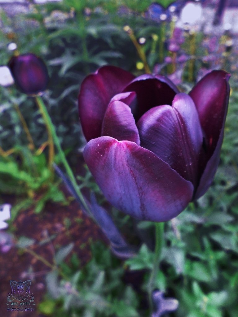 TULIPANY Queen of Night