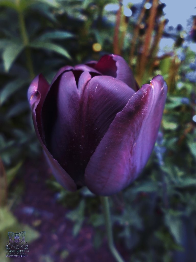 TULIPAN Queen of Night