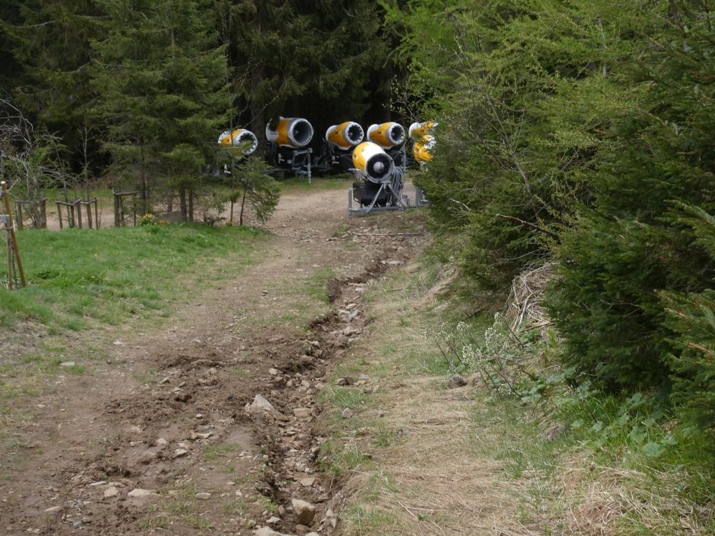 Dziko lasu