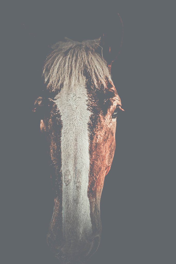 Horse Portrait