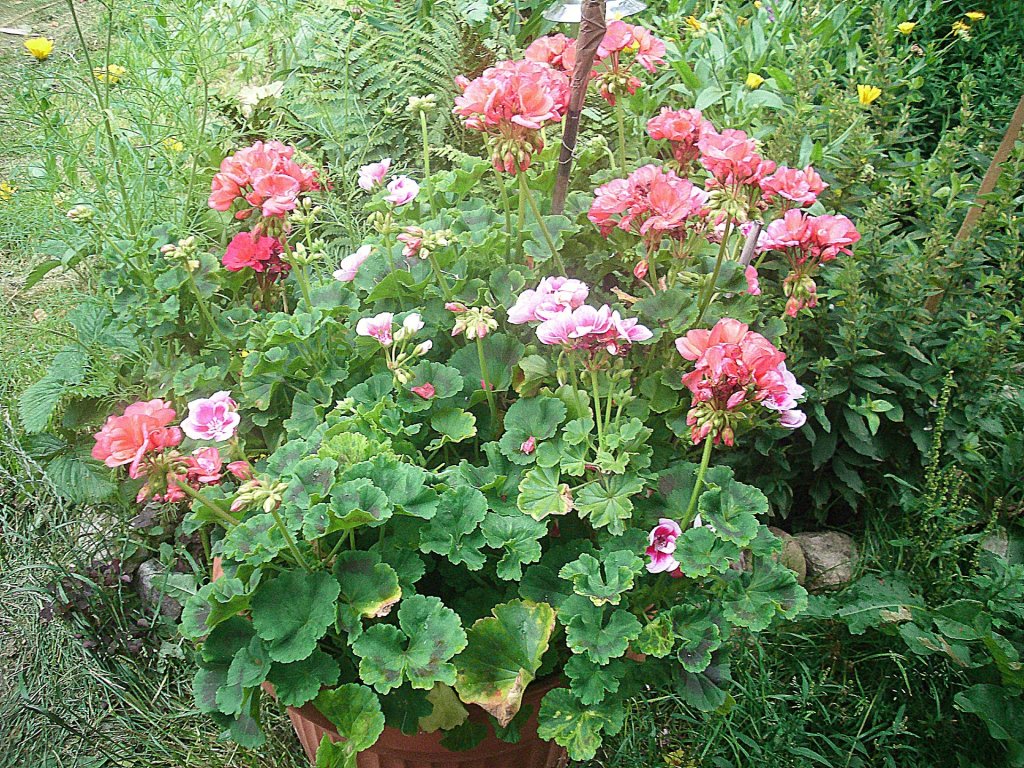 Pelargonie.