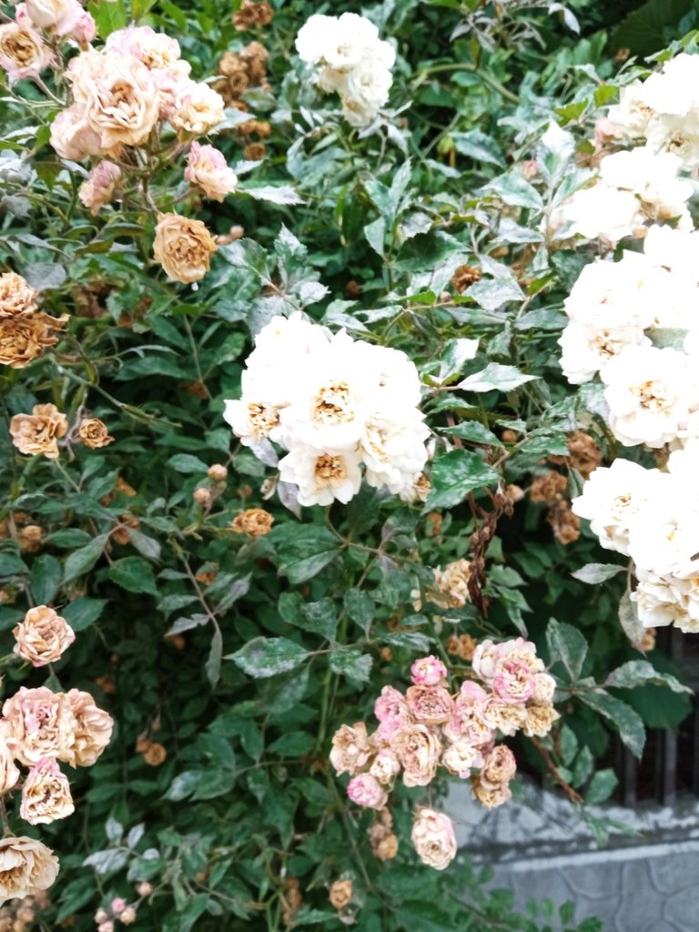 Roses