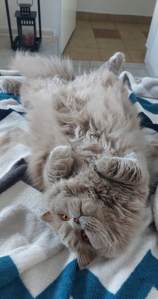 :*