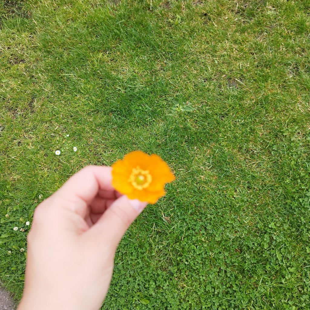 Flower