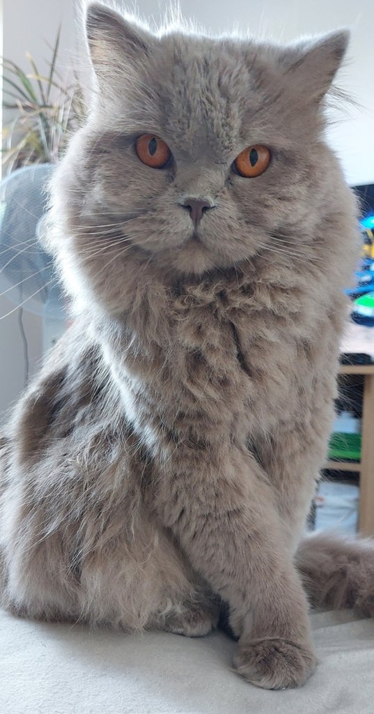 :*