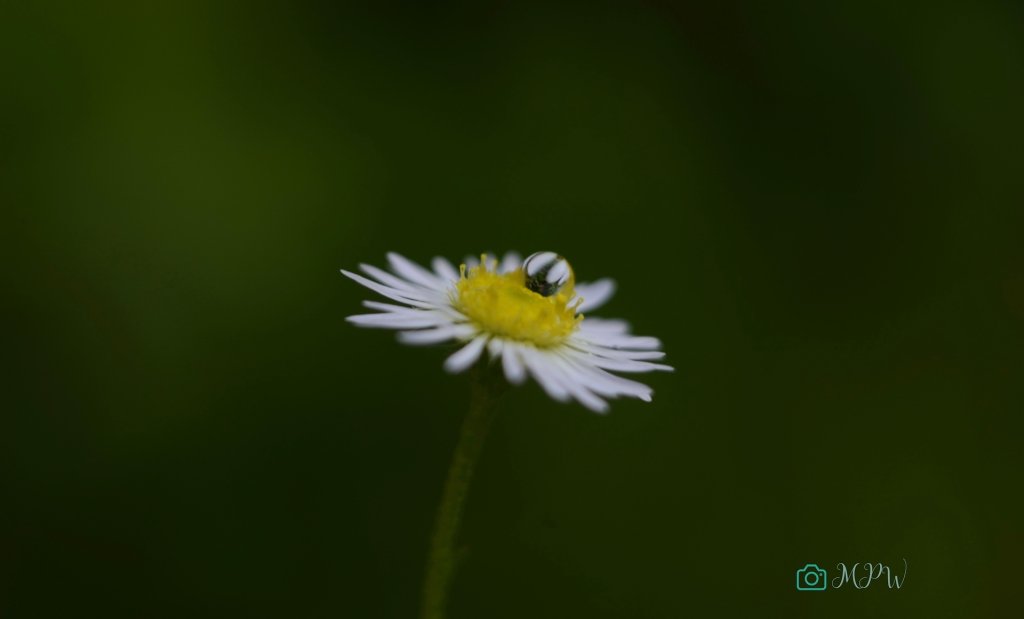 Dla odmiany ...makro 