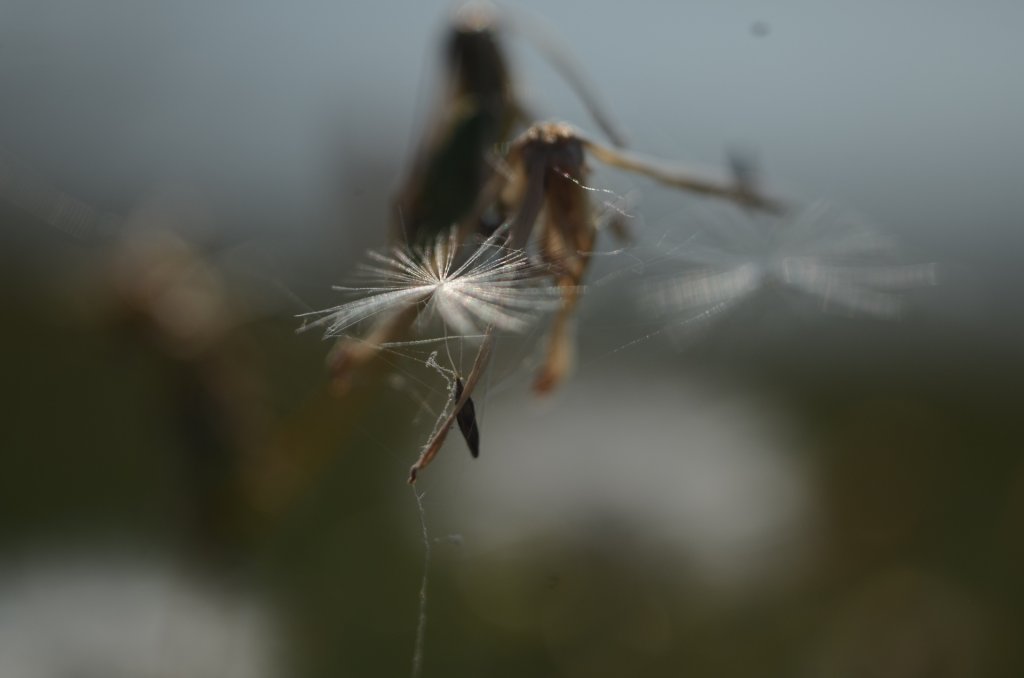 makro