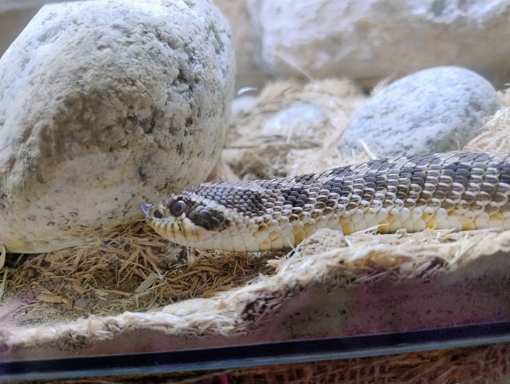 Heterodon Zachodni 