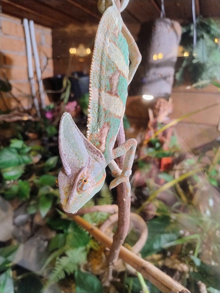 Kameleon Jemeski 