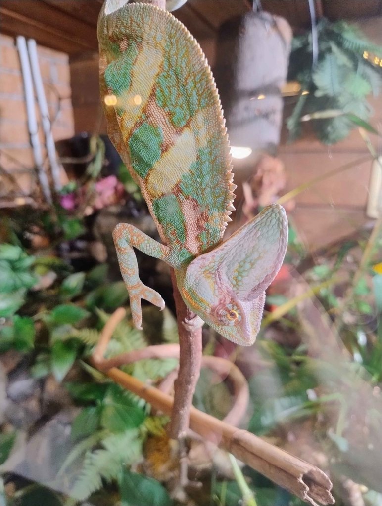 Kameleon Jemeski 2