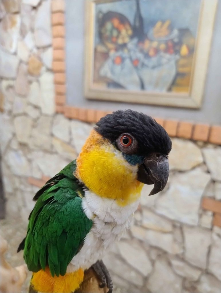 Urocza Barwinka Czarnogowa