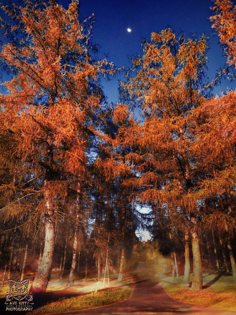 MYSTERY AUTUMN FOREST