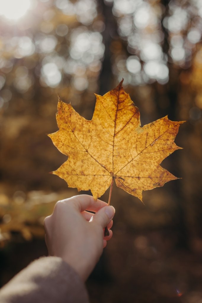 Falling leaves.