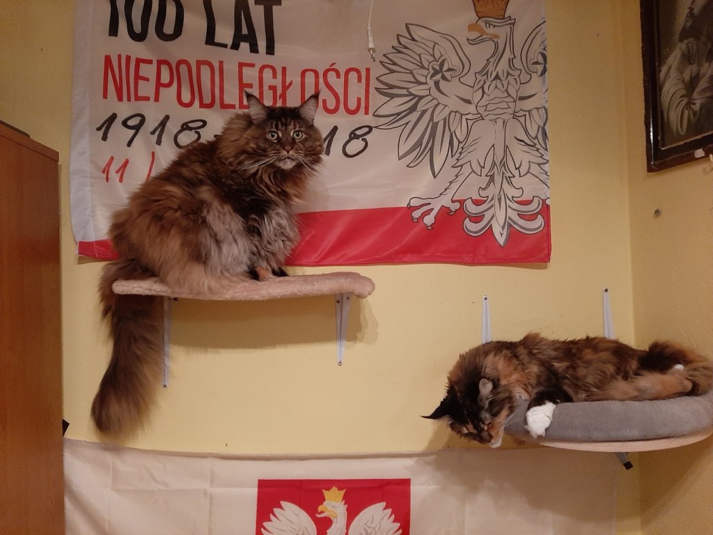 Nie mog  zje 