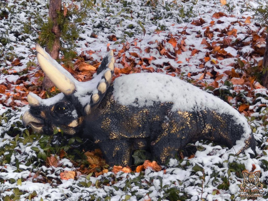 Ogrdkowy TRICERATOPS