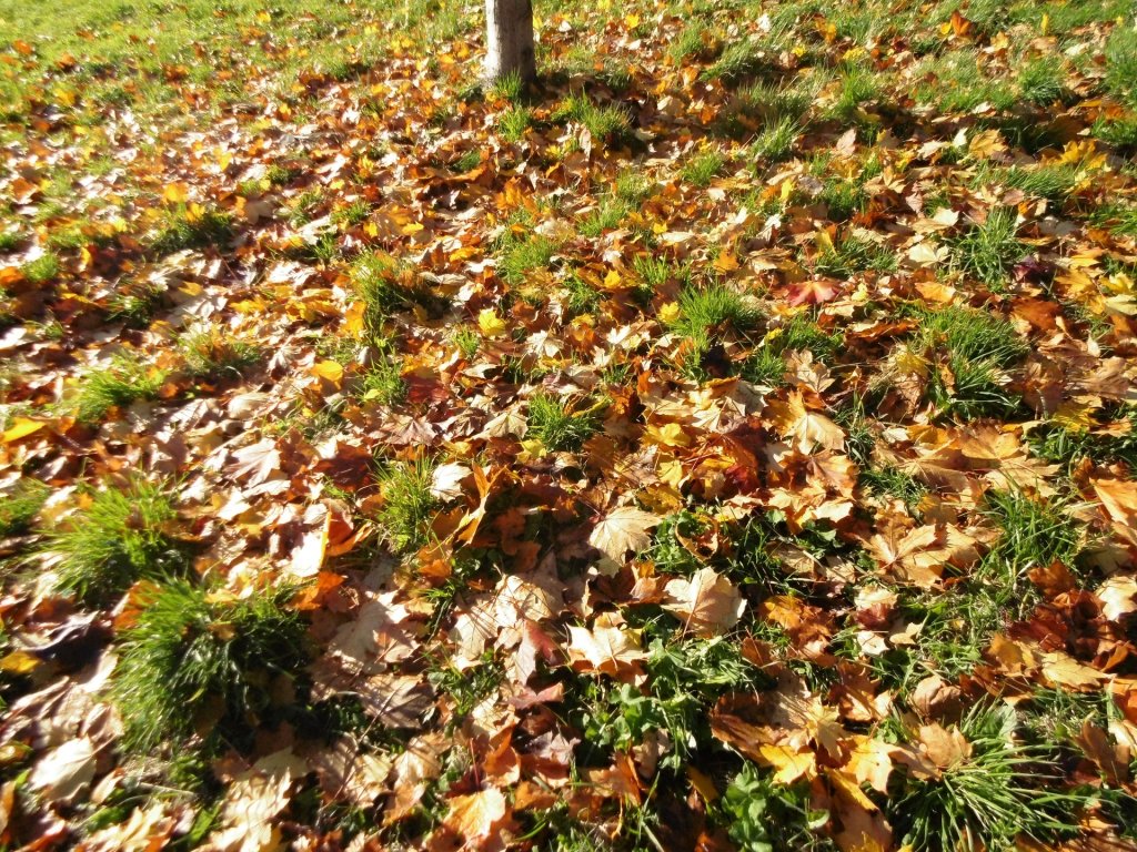 Sloneczne liscie 