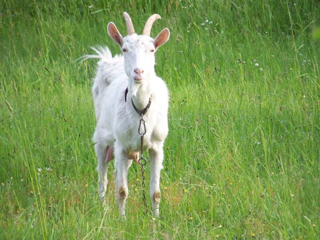 horned goat