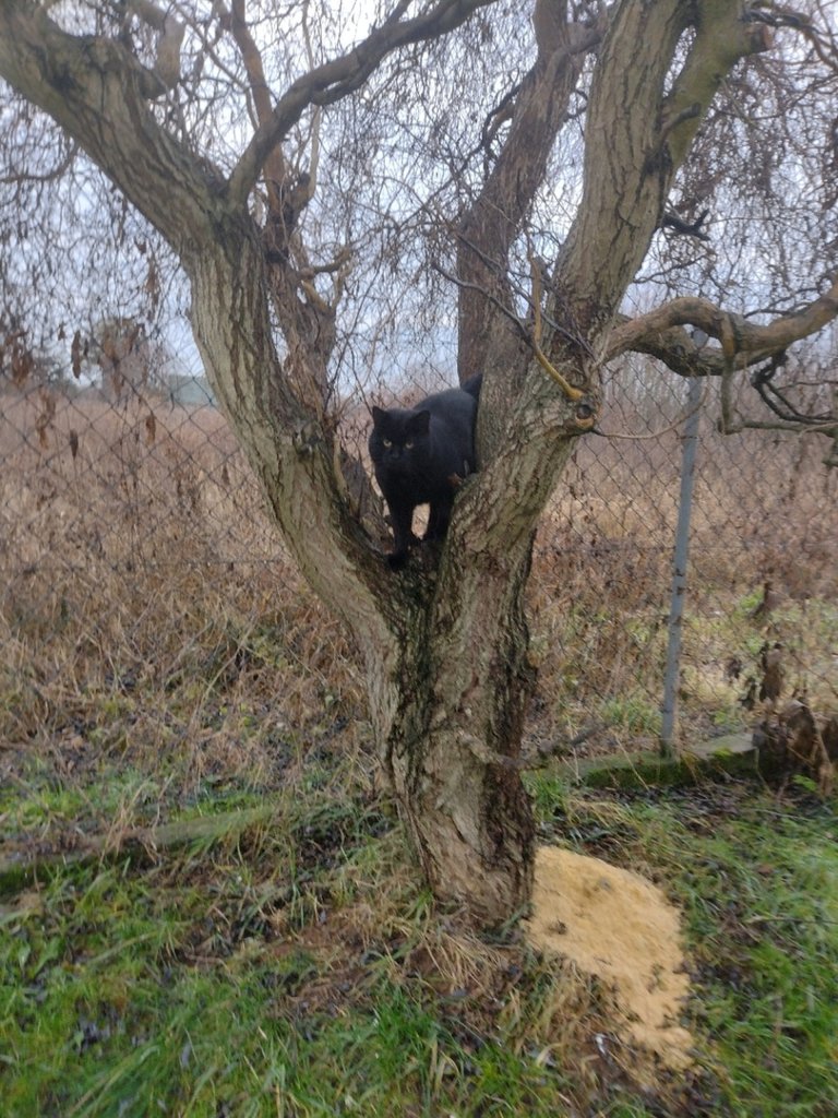 Miauczy kotek: miau!