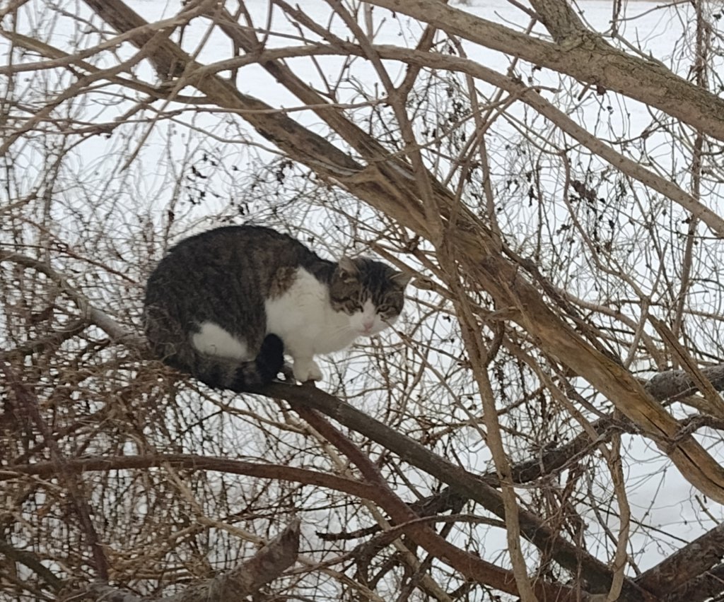 Kiciu