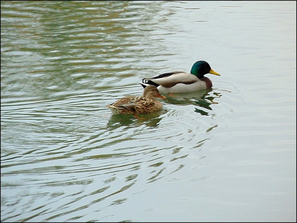 Pan i pani na  spacerze...