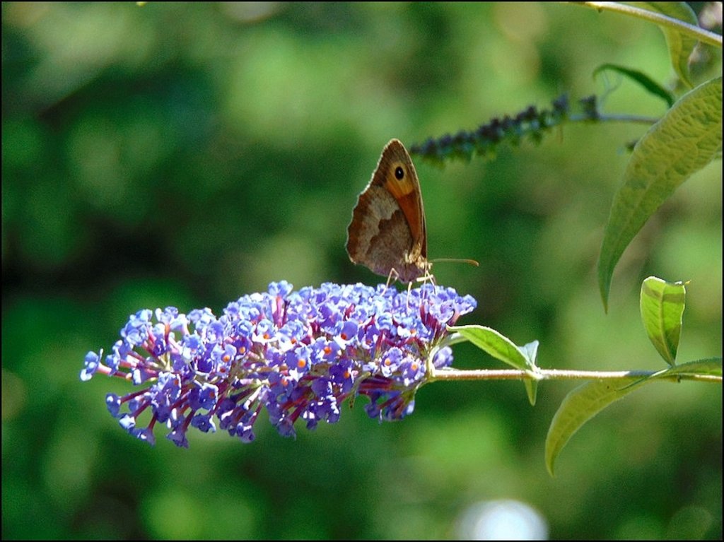 Przestrojnik - motyl rusakowaty