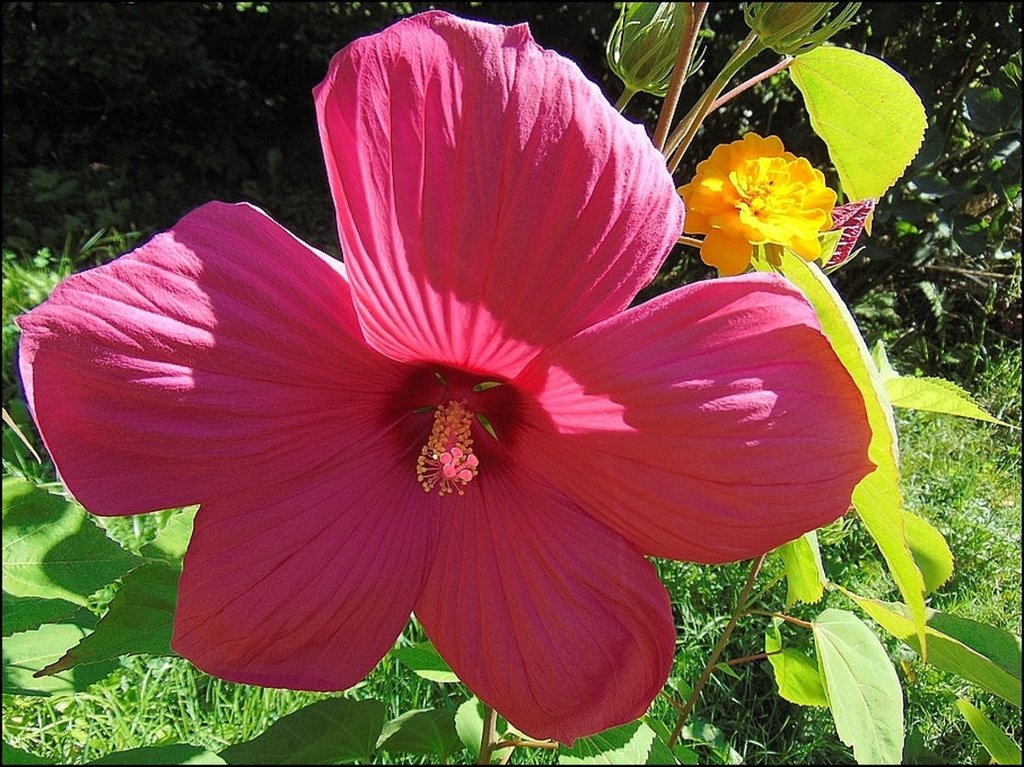  HIBISKUS BAGIENNY - olbrzymi