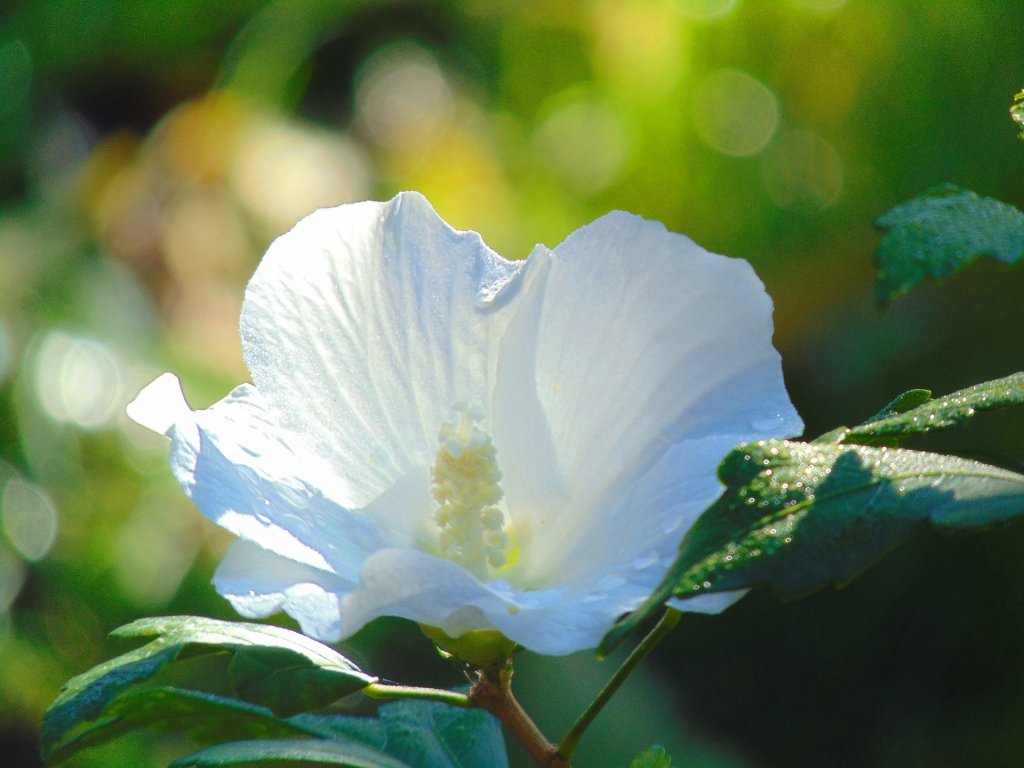 Hibiskus...ra chiska ...
