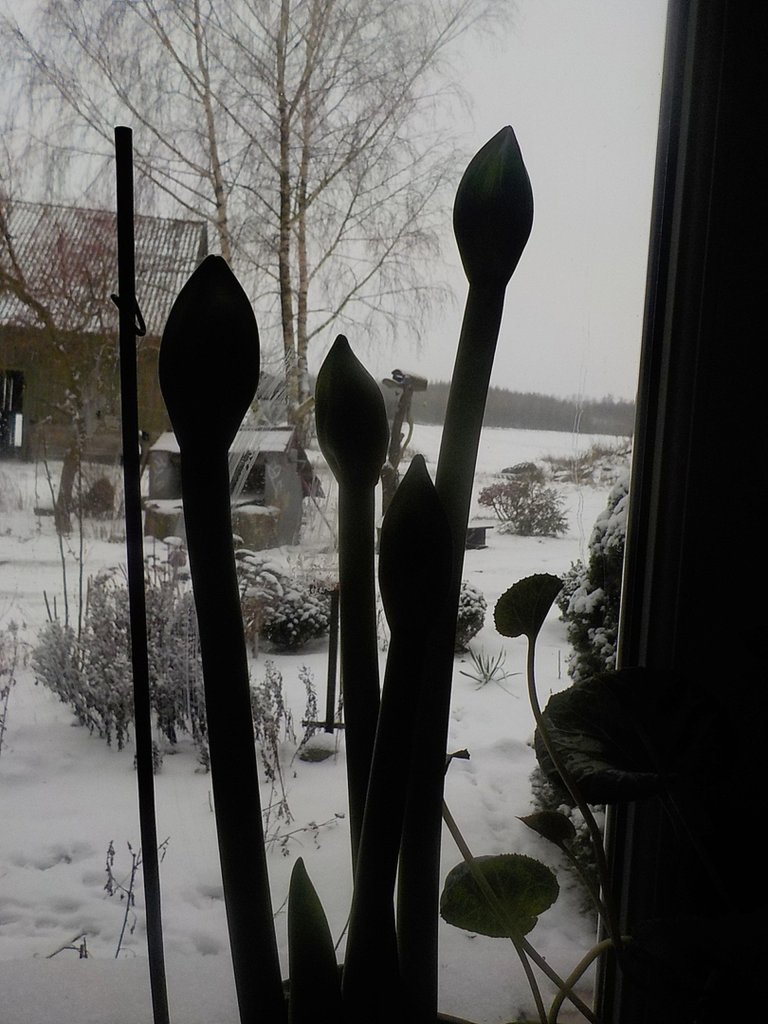 Czas kwitnienia.