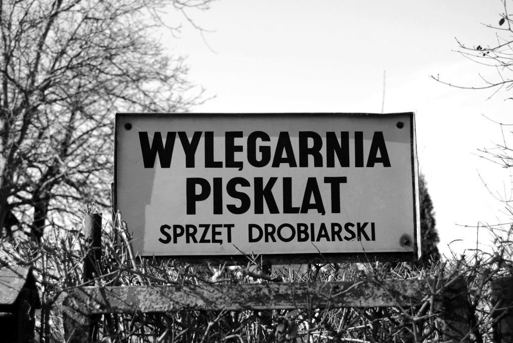 WYLGARNIA PISKLT