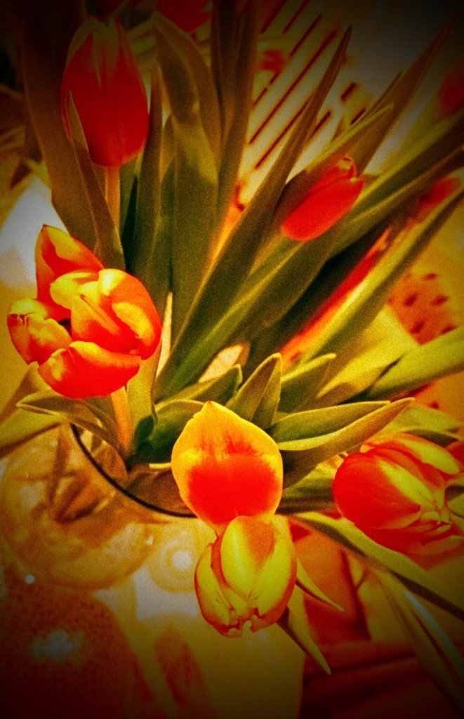 Tulipany 