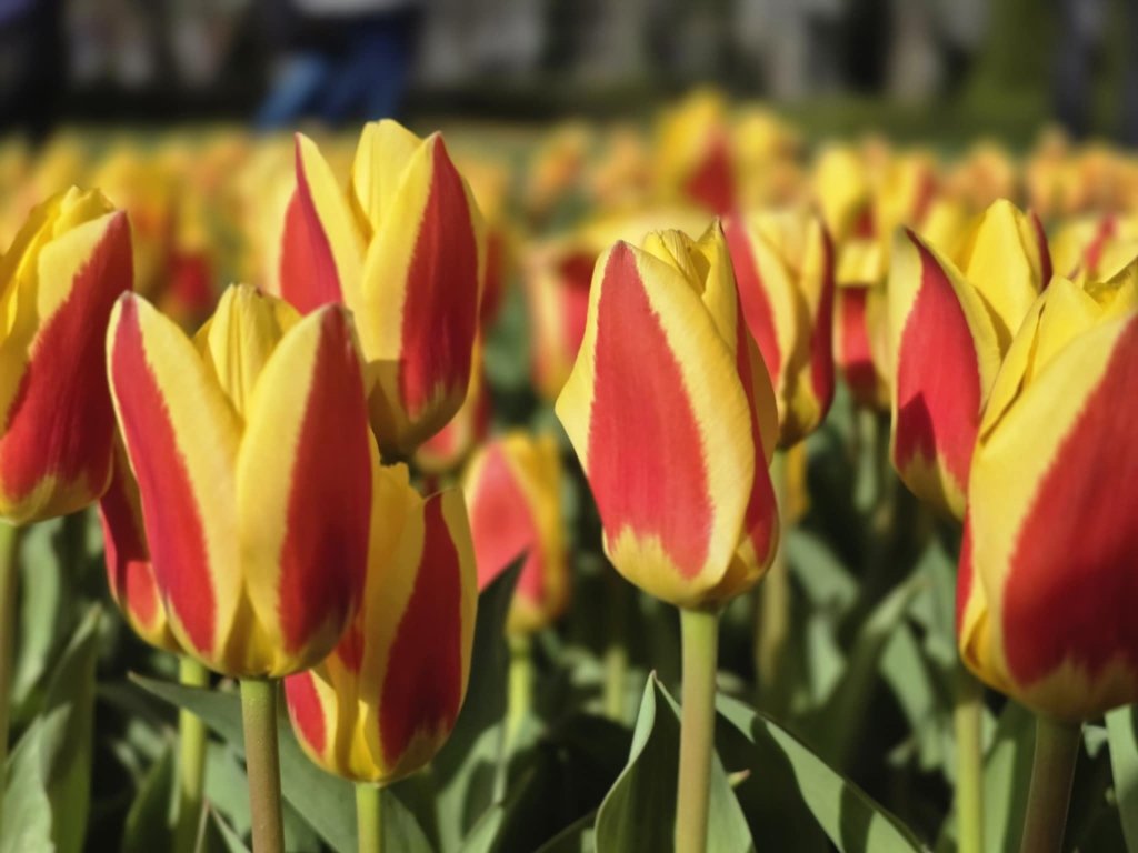 Tulipany