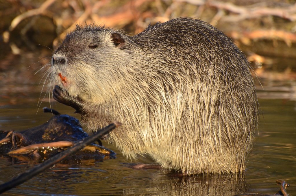 Nutria