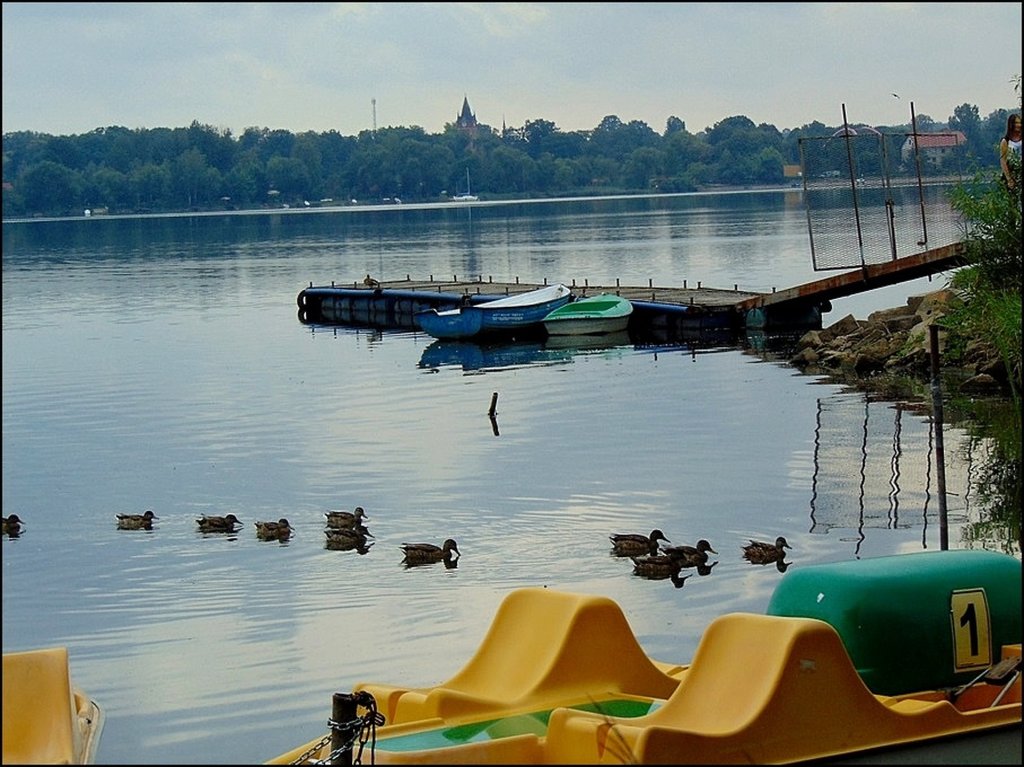 Wykiem, czyli kaczy poranek