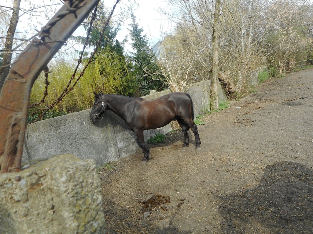 Faraon b grzeczny