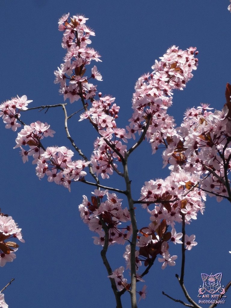 WINIA JAPOSKA (SAKURA)
