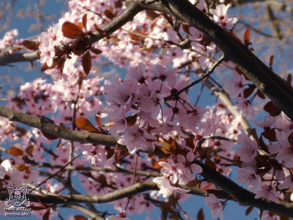 SAKURA VIBES *winia japoska*