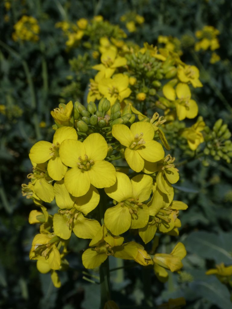 Czas rzepaku