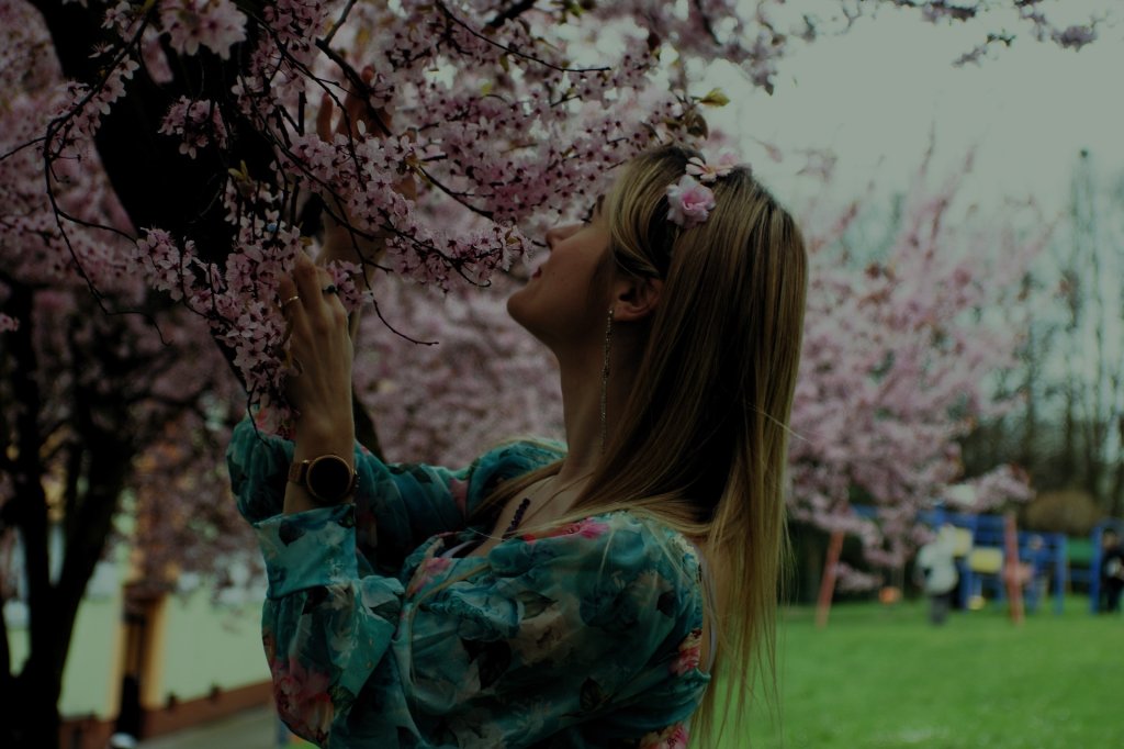 Cherry blossom
