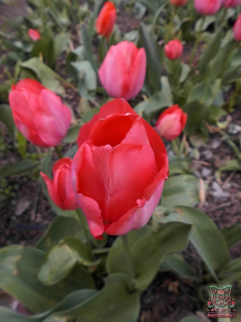 TULIPANY ... part 2